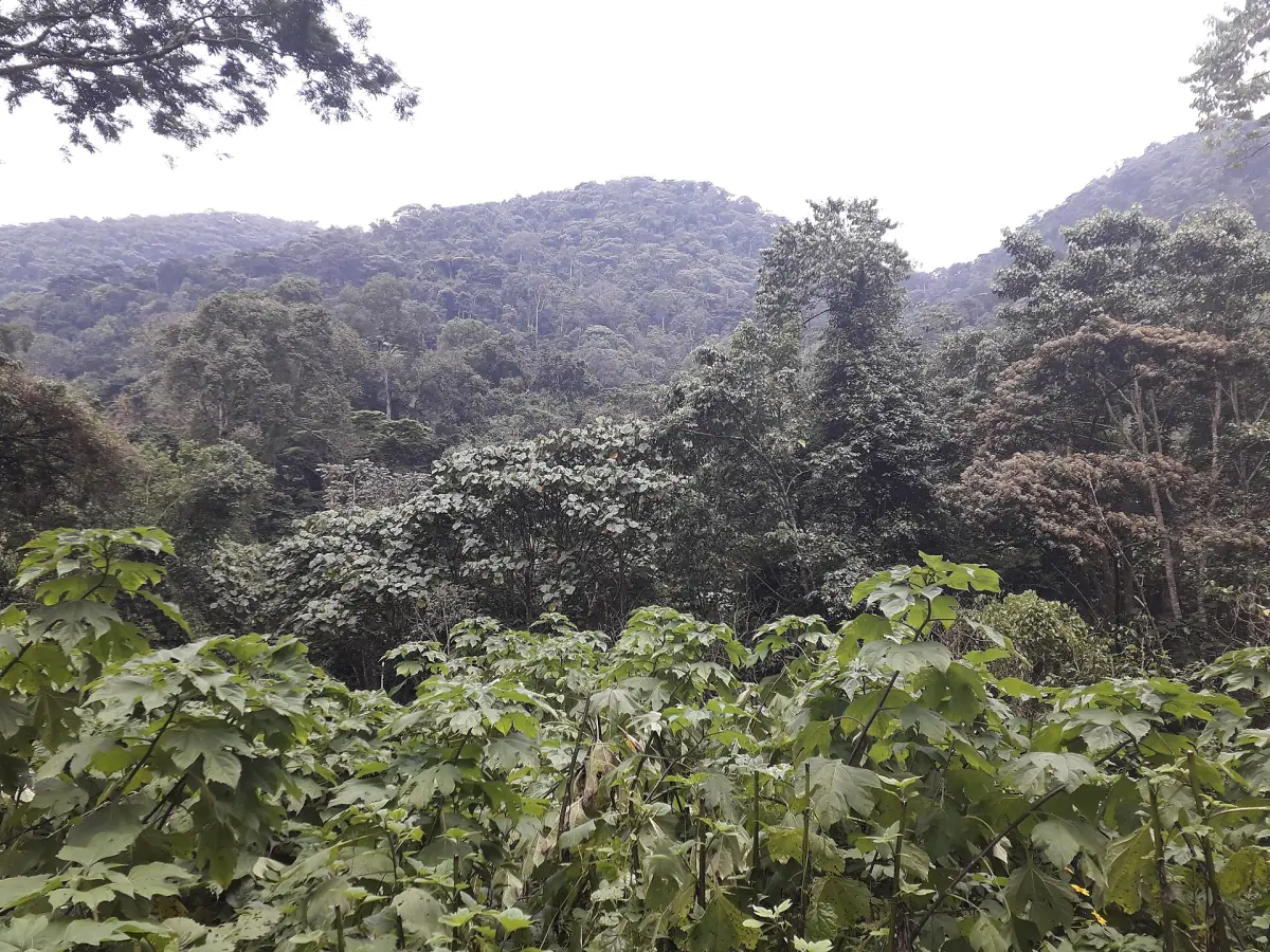 View over forested hills and misty ridges of the Bwindi forest near Buhoma