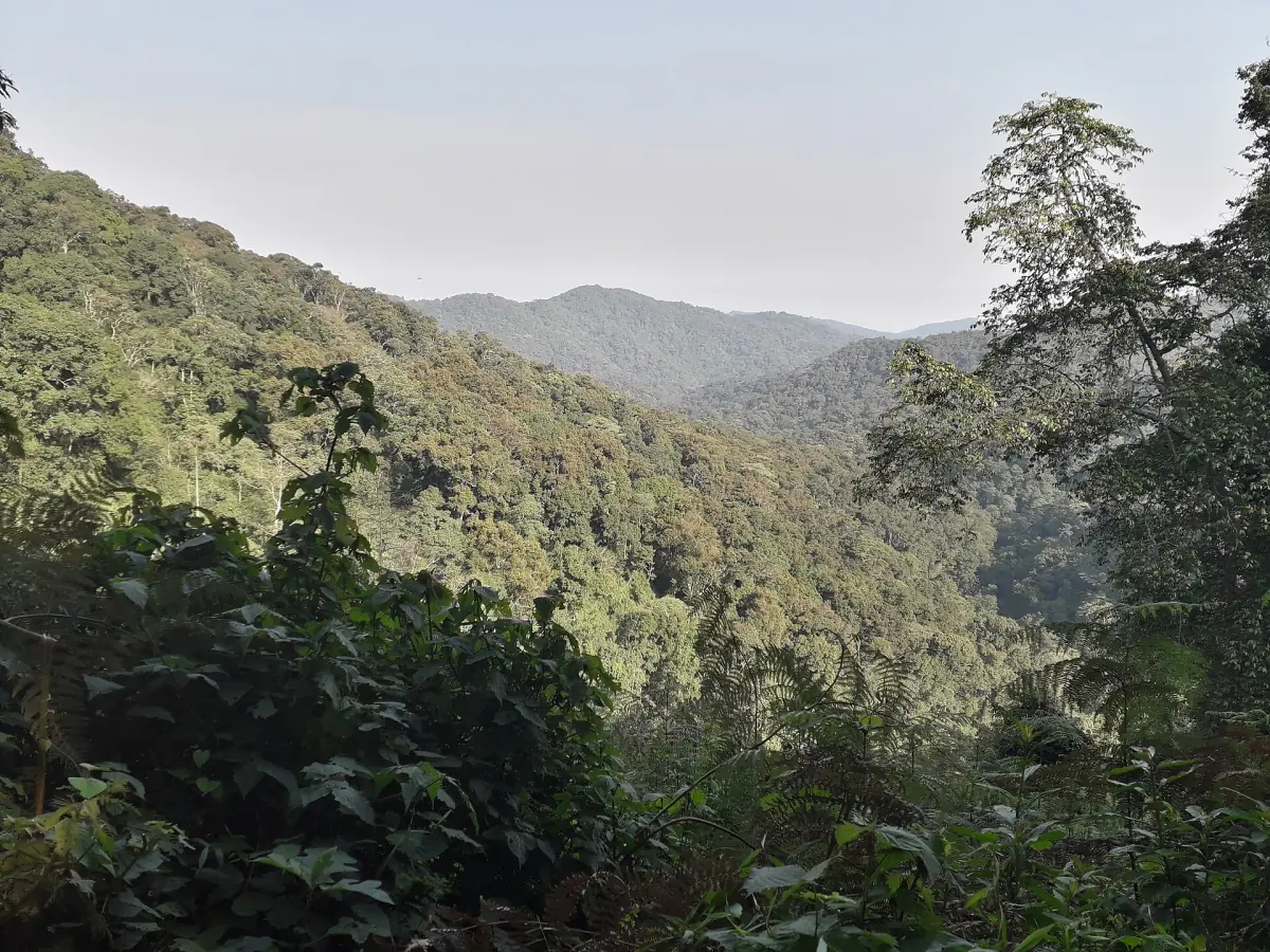 Forested ridges and a deep valley in Bwindi Impenetrable National Park