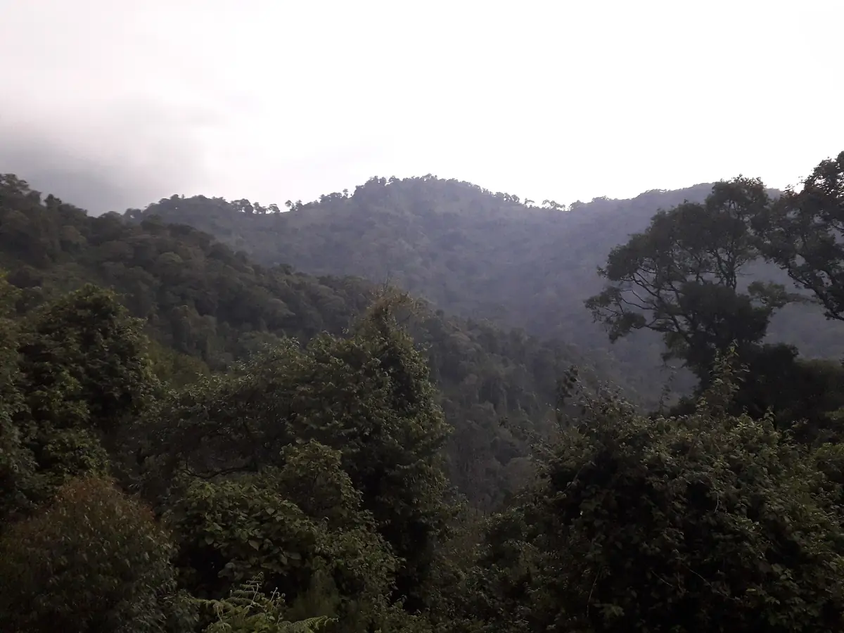Dichtbeboste heuvels onder een nevelige hemel in Bwindi Impenetrable National Park