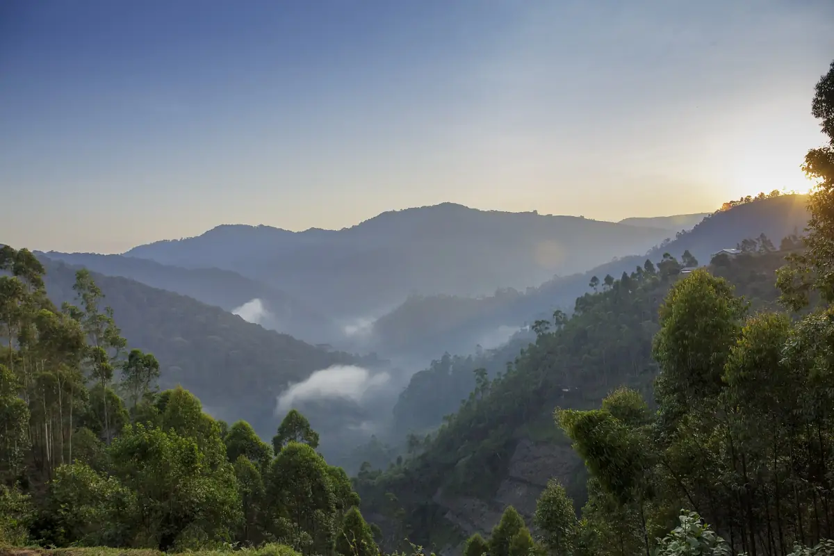 Mist in de valleien tussen beboste bergruggen bij zonsopgang in Bwindi Impenetrable National Park