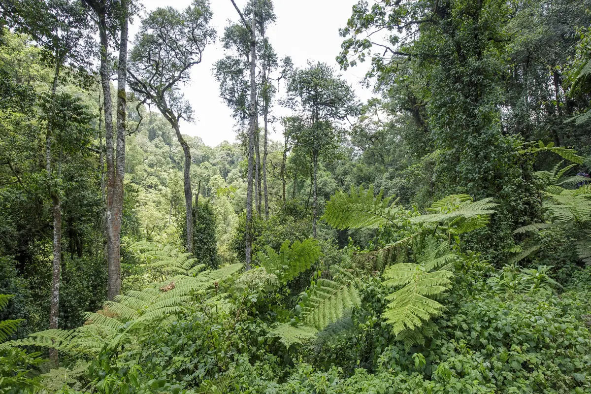 Tall rainforest trees and ferns along a trail in Bwindi Impenetrable National Park