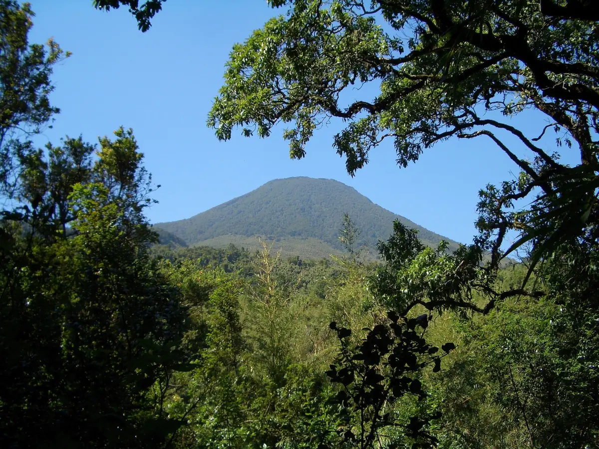 Volcano cone under blue sky seen through tall trees of the Bwindi forest