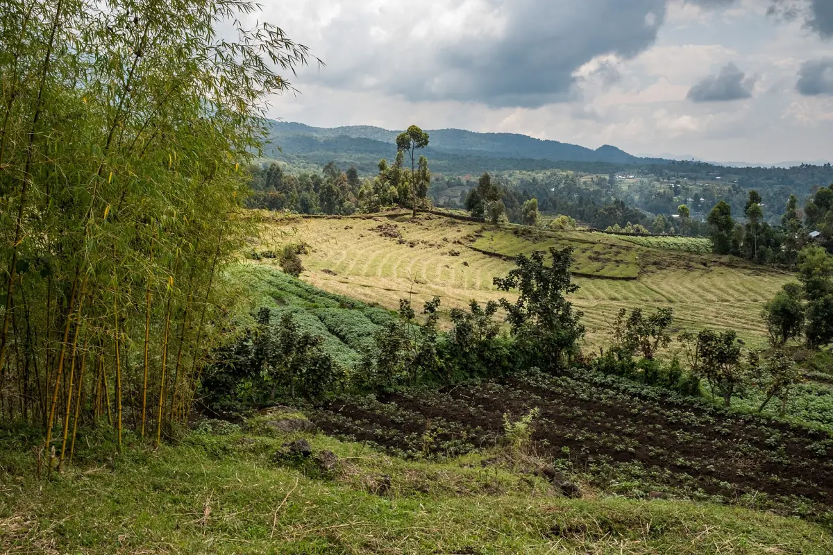 Farm fields and bamboo along the edge of Mgahinga near Kisoro