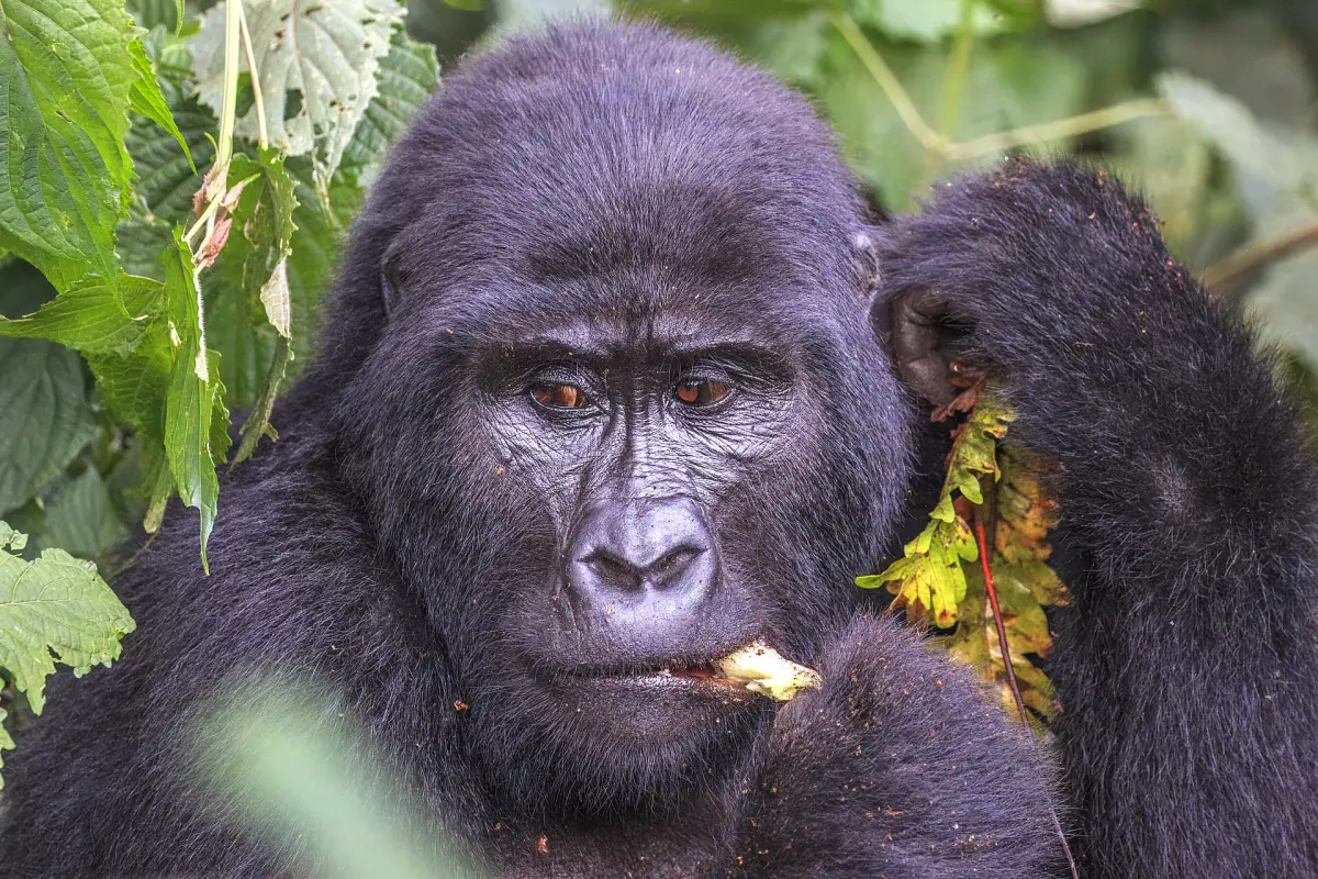 Female mountain gorilla with a calm look chewing a leaf in the forest