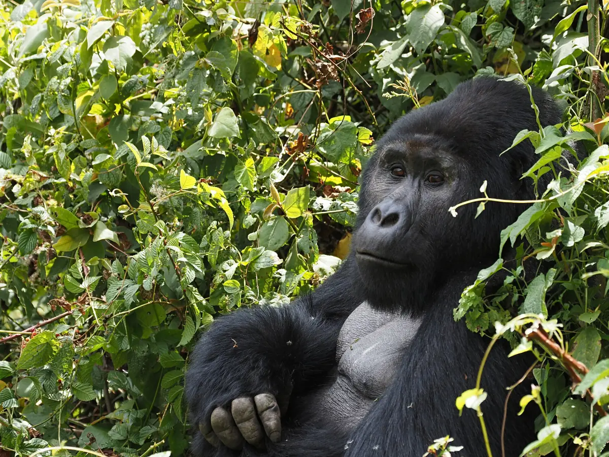 Mountain gorilla with a pale silver back resting in thick undergrowth