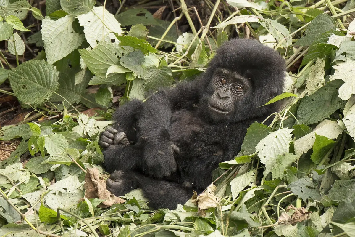 Two year old mountain gorilla resting on a bed of broad leaves