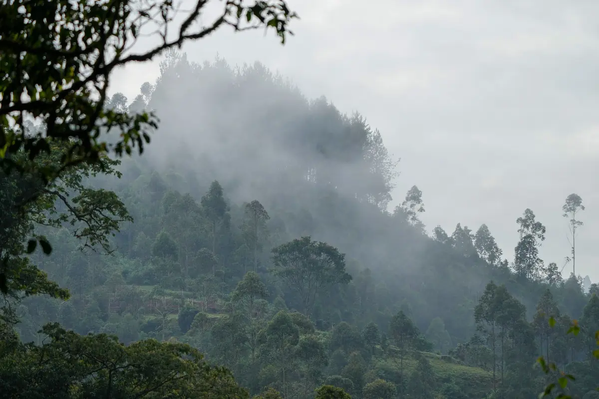 Morning mist rising over forested hills of Bwindi Impenetrable National Park