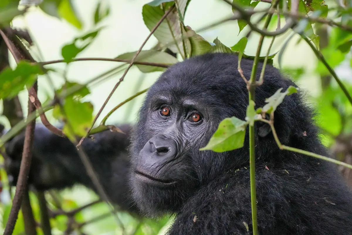 Berggorilla kijkt door lianen opzij in het woud van Bwindi