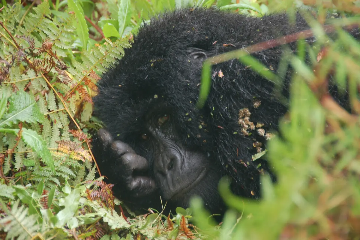 Mountain gorilla resting its head in tall grass in Mgahinga