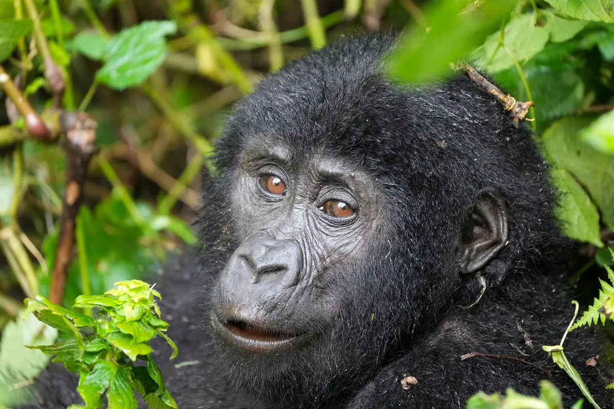 Portrait of a mountain gorilla with amber eyes framed by green leaves