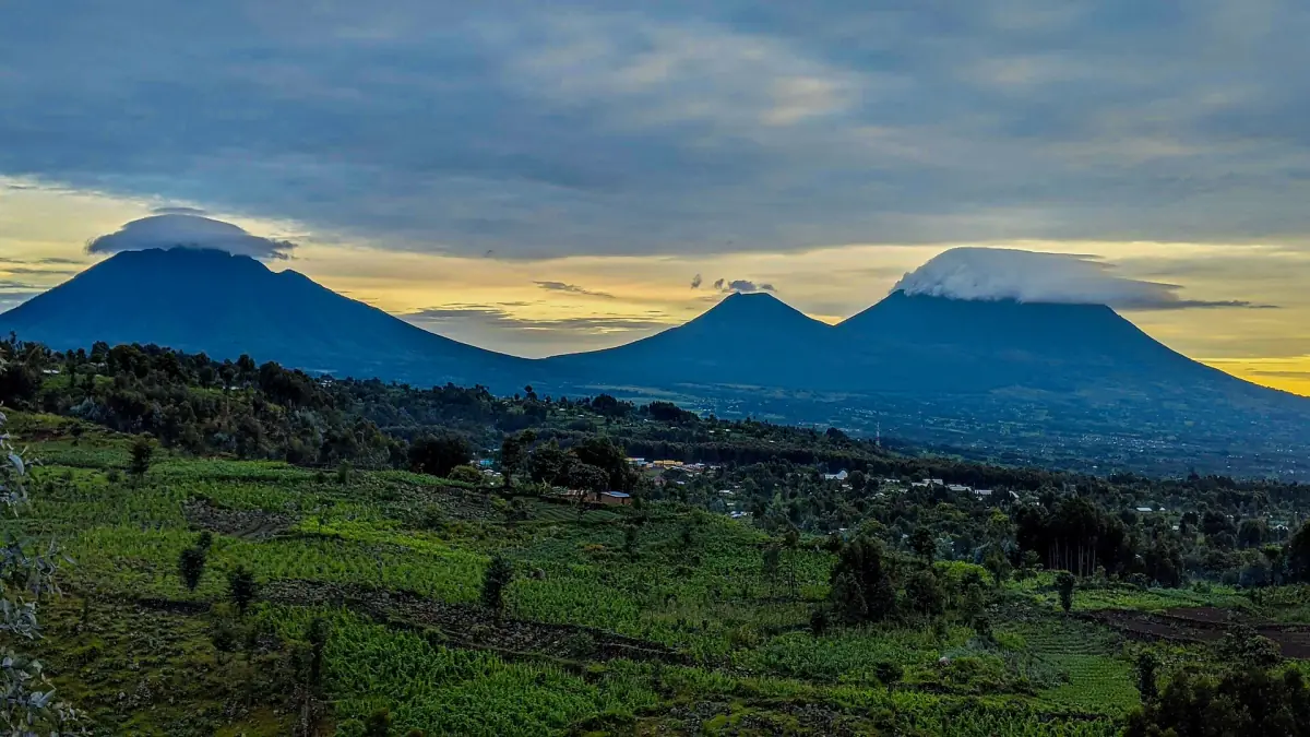 Three Virunga volcanoes rising over green fields in the evening light