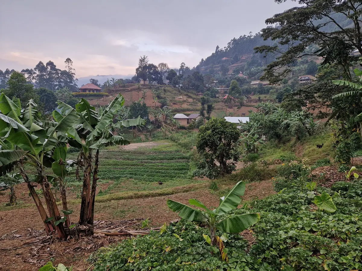 Hillside farmland with banana plants and small houses near the Bwindi border