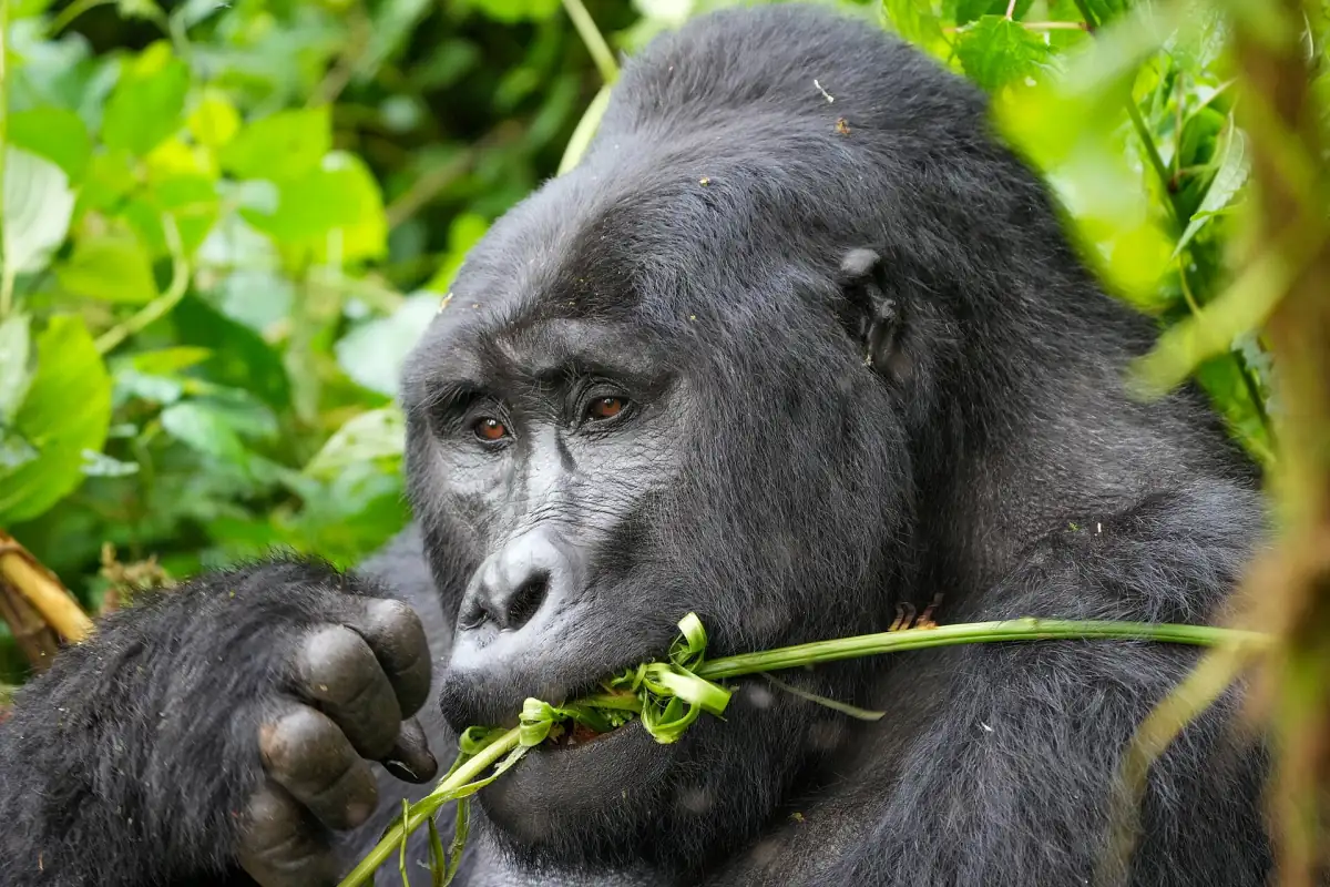 Zilverrugberggorilla kauwt op bebladerde stengels in het groene woud van Bwindi