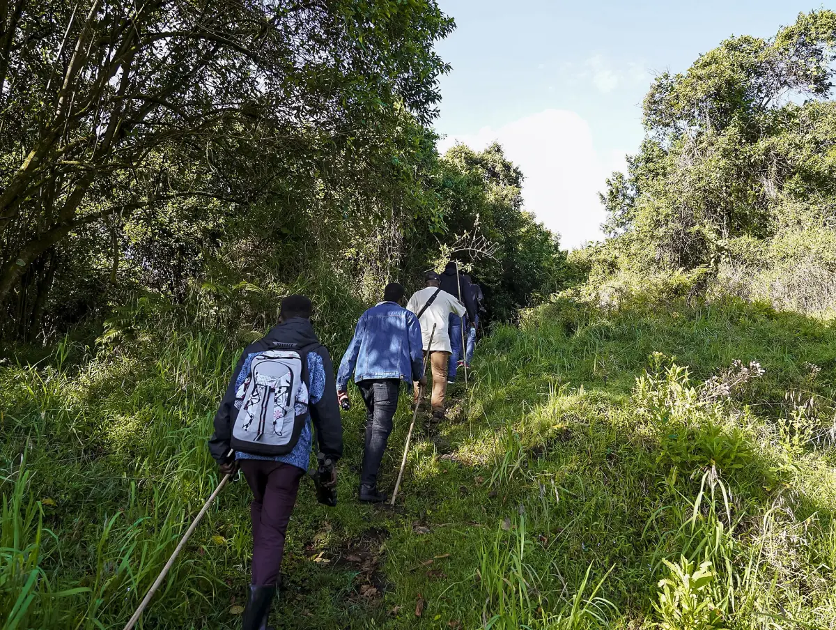 Three trekkers with daypacks walking along a grassy path on a forested slope