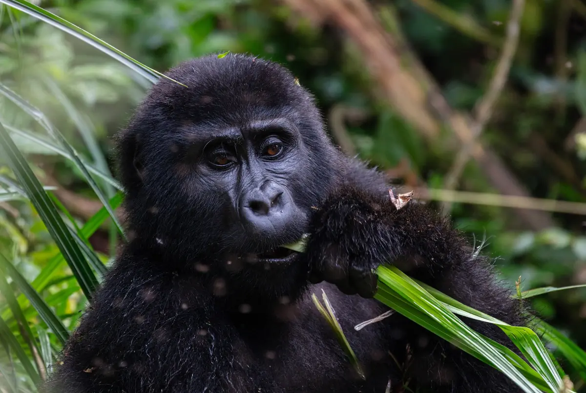 Jonge berggorilla kauwt op een grasspriet tussen groene planten in Bwindi
